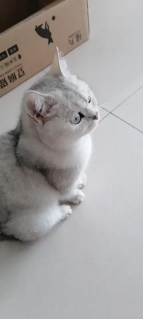 昆山城东成年英短银渐层母猫找靠谱家长
