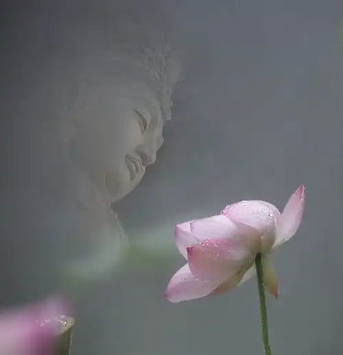 荷花朦胧禅意浓