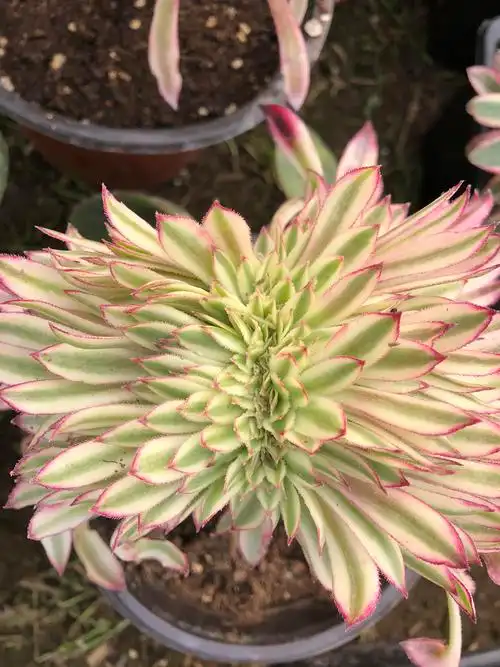 仙墨缀化法师板子桩