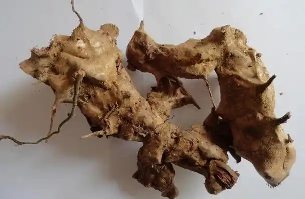 金刚藤的功效与作用图片,菝葜别名金刚藤 解毒消肿又利湿 妇科疾病