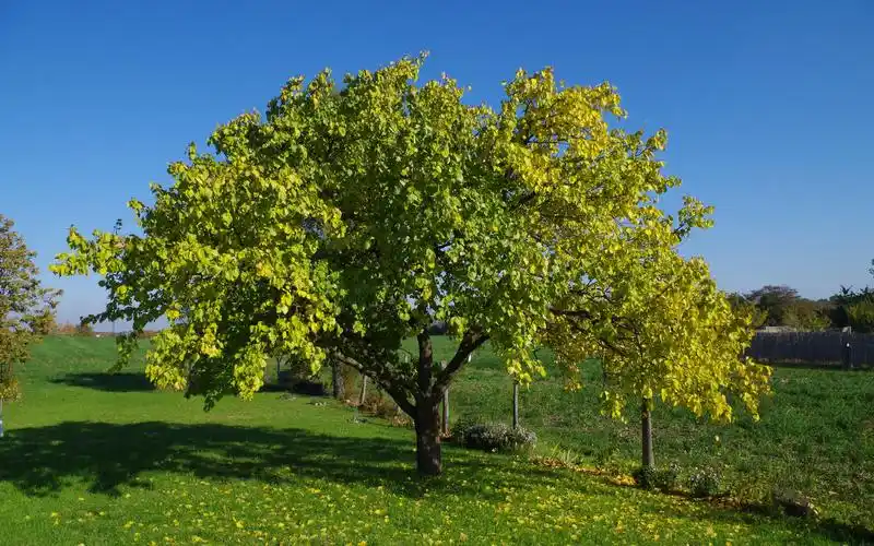 清新护眼的绿色风景桌面壁纸高清大图预览1920x1200_风景壁纸下载_美