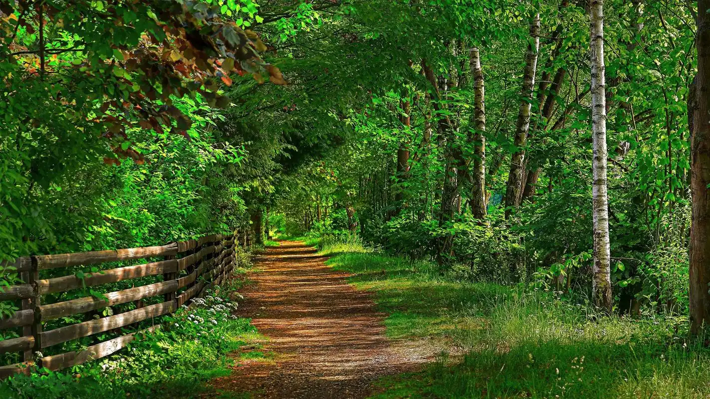 电脑壁纸 风景 护眼的翠绿森林风光