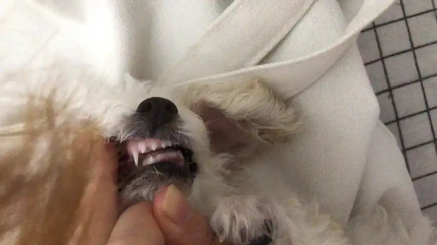 这个牙齿比熊多大啊