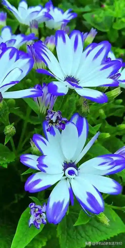 菊花的花瓣如丝般细腻犹如仙女洒下的柔情让人感到温暖与祥和