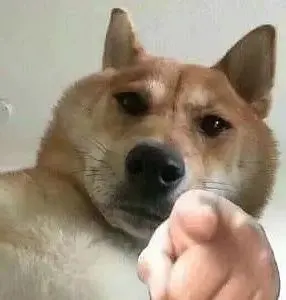 求猫猫狗狗指着你的表情包