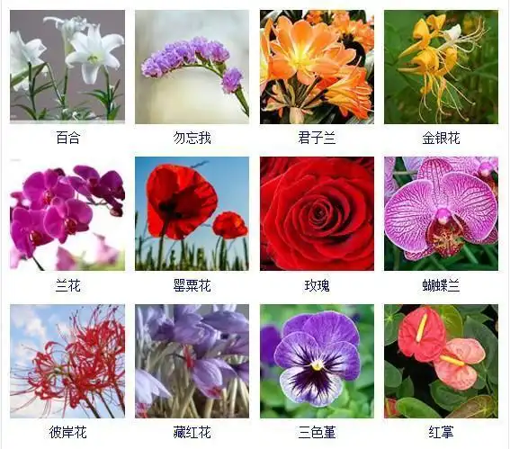 花友们都想拥有的432种常见花名大全可以自己打造一个花园