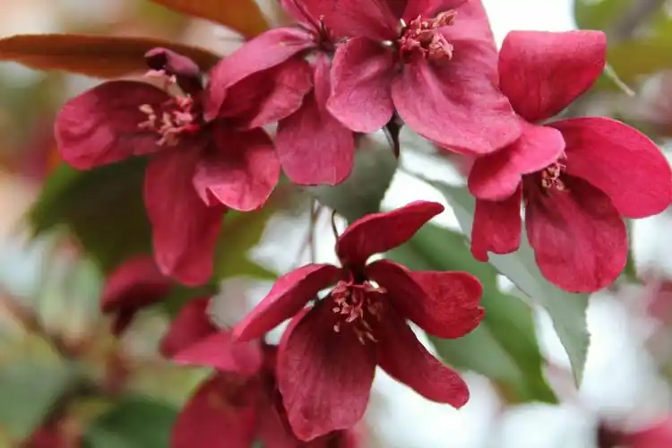 绚丽海棠,花期4月末5月初,花红色,叶初为红色,花落后渐变为绿色.