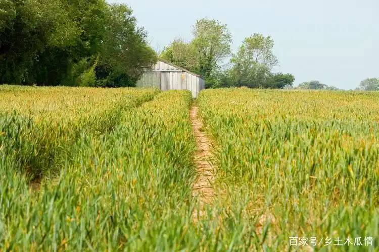 一望无际的麦田