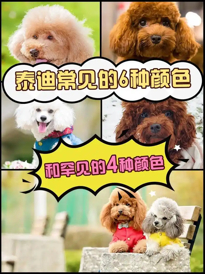泰迪常见的6种颜色和罕见的4种颜色#常见颜色#罕见颜色 - 抖音