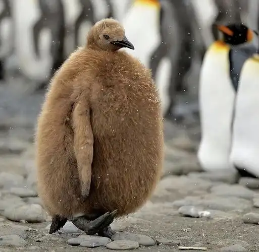 太萌了30只小动物的可爱瞬间谁的心被融化了