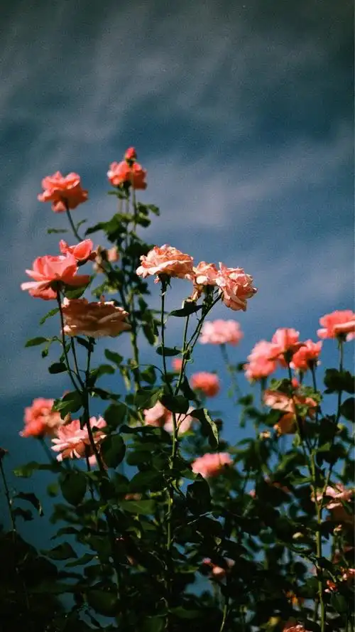 有更新噢这种玫瑰花花的壁纸