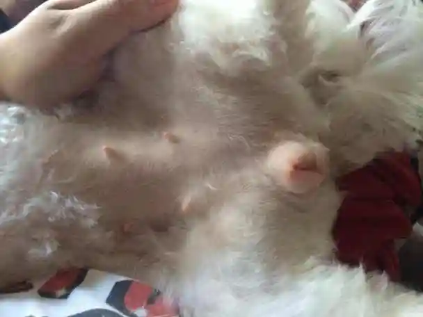 求问如何判断母狗怀孕!非常心急!