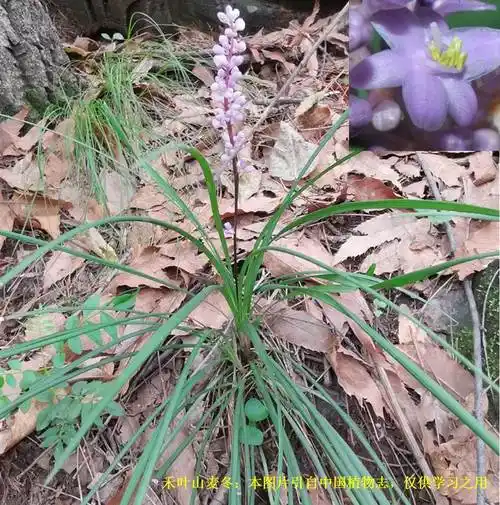 科学网—20220206——禾叶山麦冬(liriope graminifolia (l.
