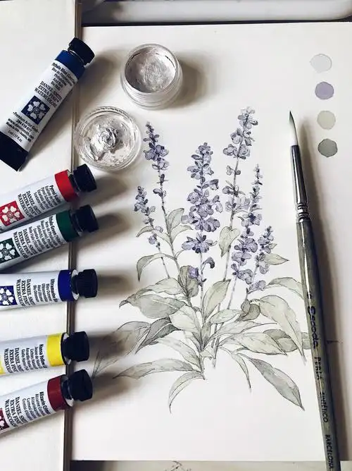 蓝花鼠尾草水彩过程有线稿77画材分享