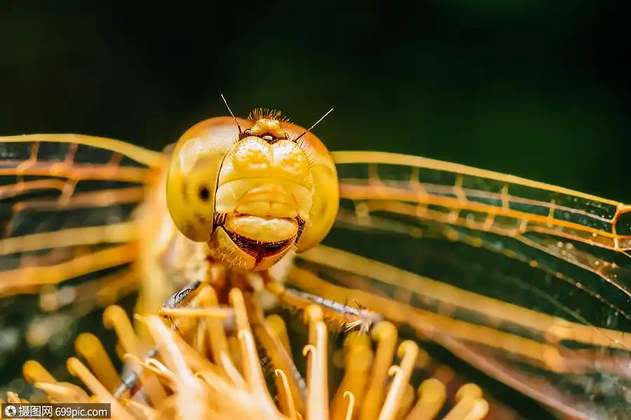 蜻蜓的极端观照片