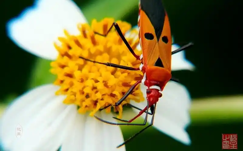 近得(7)--人面蝽