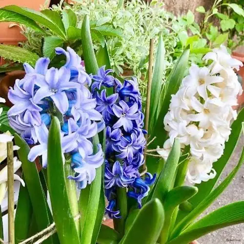 在英国,蓝色风信子一直是婚礼中新娘捧花或饰花不可或缺的代表新人的