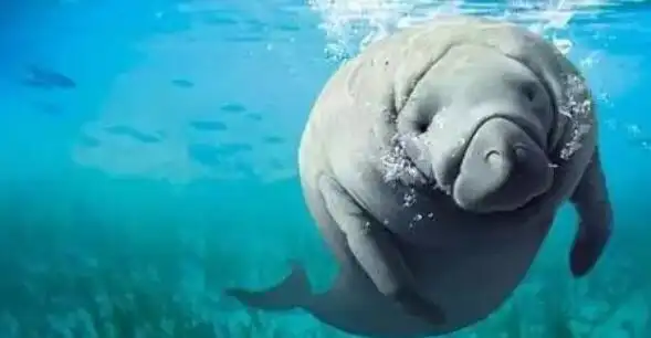 海牛为什么叫美人鱼