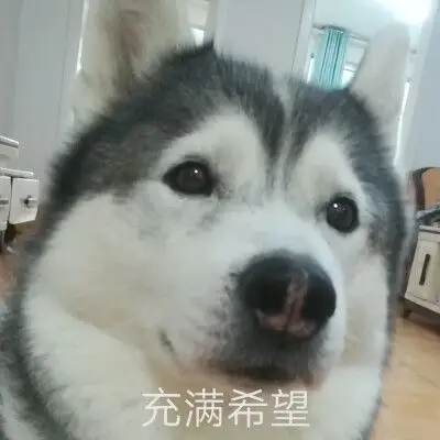哈士奇挠头表情包