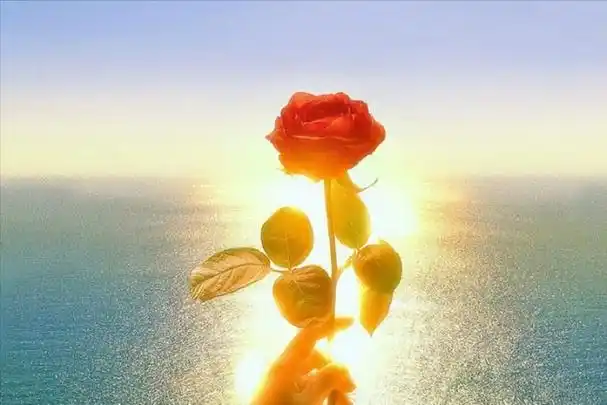 心态的句子,正能量阳光心态的句子(令人瞬间心情大好的句子)