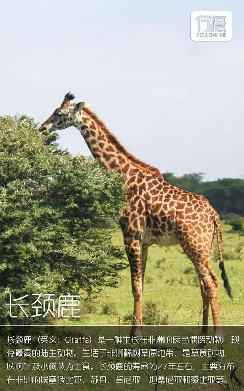 22 狂野·肯尼亚 原生态动物王国