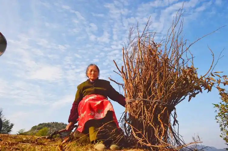 劳动的乡村老人_生活_照片_孙辈
