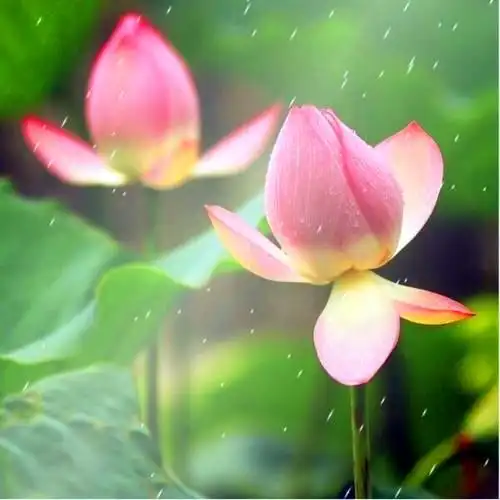 佛系图片头像禅意荷花 独一无二的佛系莲花图片微信头像_微信头像