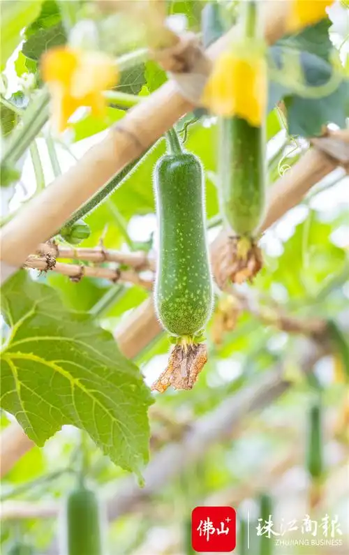 美食家们节瓜中的爱马仕桑麻黑毛节瓜上市啦