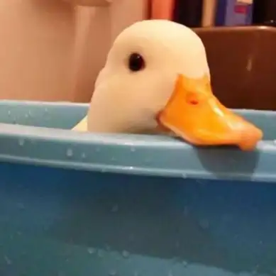 沙雕动物头像高清很沙雕的搞笑可爱动物头像图片