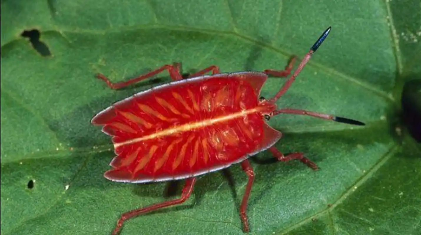 红蝽科多数为小型昆虫,全长0.9-1.