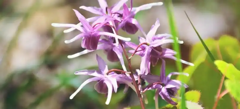 角质山羊草对性欲和骨骼健康有益|苦荞之家