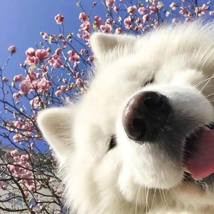 2021最新微信狗狗可爱头像