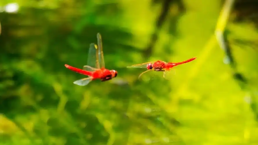 红色蜻蜓2-空中飞行 (共 15 p)