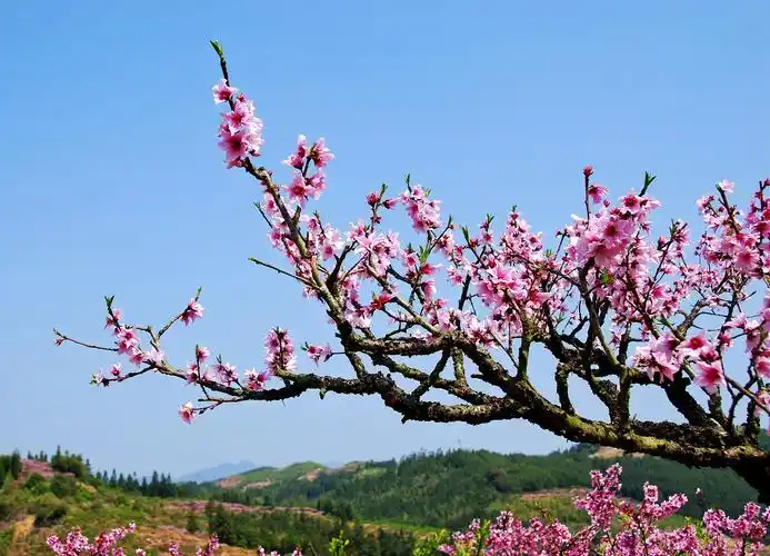 鸟语花香,一年四季如春,大面积的桃花,是际面村一道独特的风景线,每年