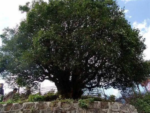 中国最大的茶树锦绣茶王有3200年树龄