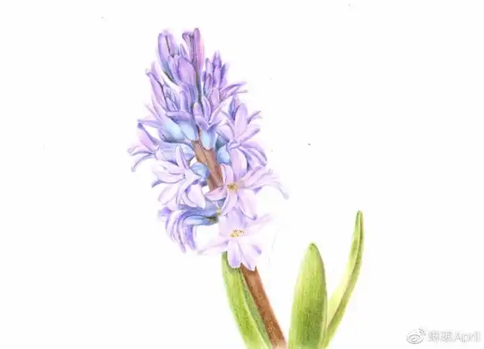 【手绘教程.40】彩铅风信子—将你的心思寄给风