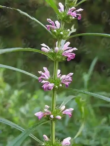 益母草的功效与作用