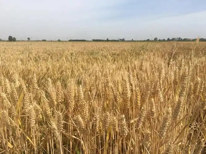 逐梦乡村振兴乾县梁家窑村黄金麦田丰收在即色彩醉人