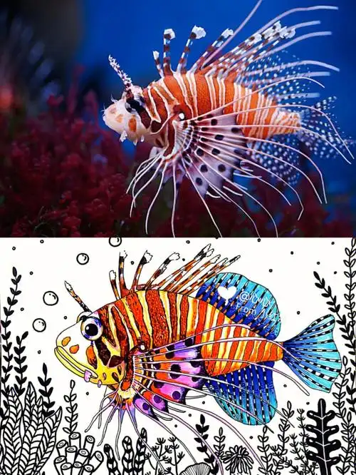 创意美术ppt #狮子鱼 #鱼 #线描 #写生 #写生狮子鱼 #每日绘画