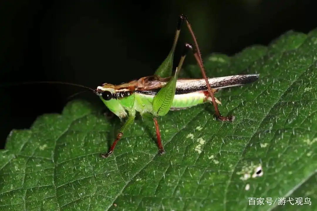 四种常见鸣虫小记——夏夜里的吹拉弹唱者