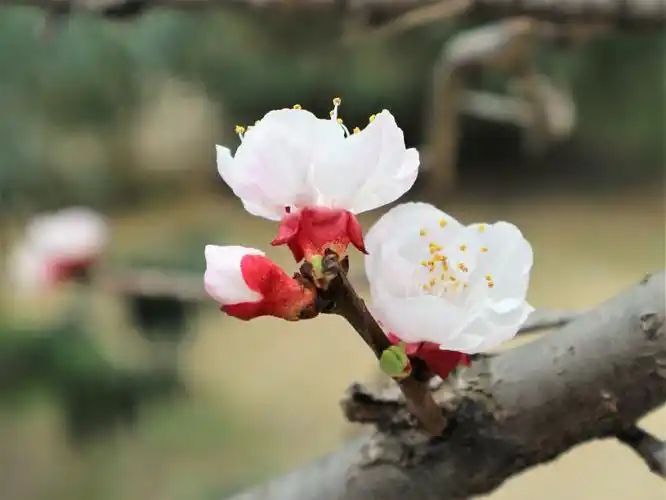 原创这里是花海世界,娇艳多姿的杏花漂亮极了,快来看看吧!