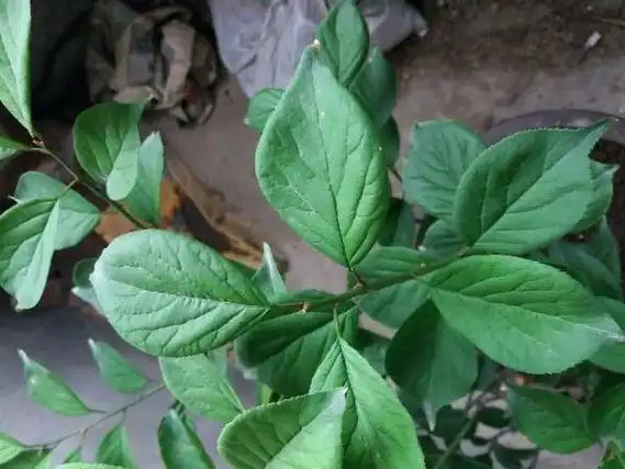 龙游梅养殖技巧(龙游梅如何才能长卷曲枝)