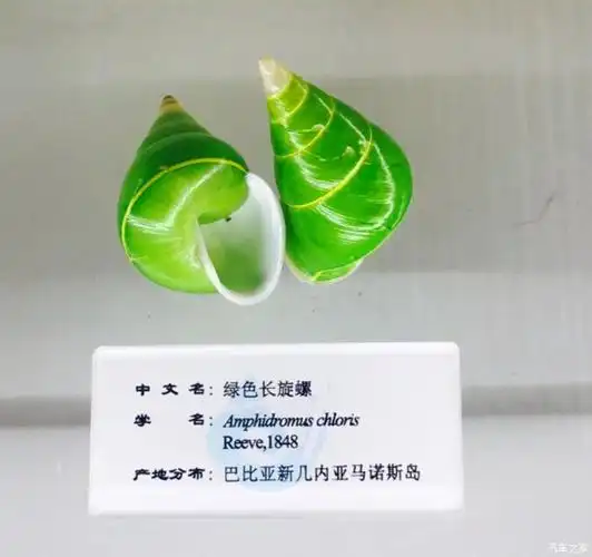 【辽宁长安车友俱乐部】大白与我欣赏美丽的贝壳世界