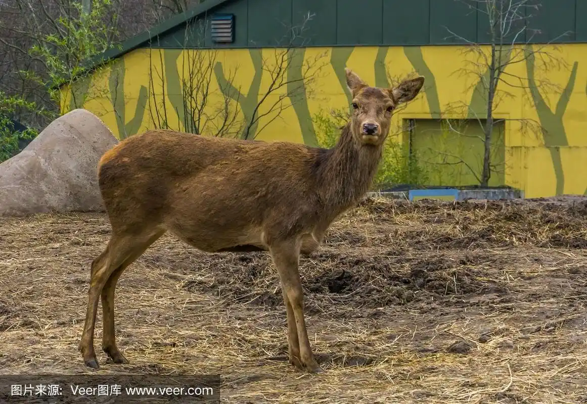 一个雌马鹿站在沙滩上的特写镜头,成年后,很好地传播动物遍及欧亚大陆