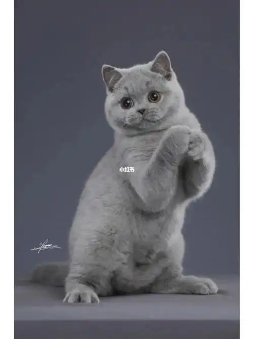 自家繁育纯种英短矮脚蓝猫幼猫英国短毛猫