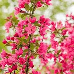 红千鸟海棠花苗盆栽 日本长寿冠海棠花卉m观花植物盆景庭院阳台