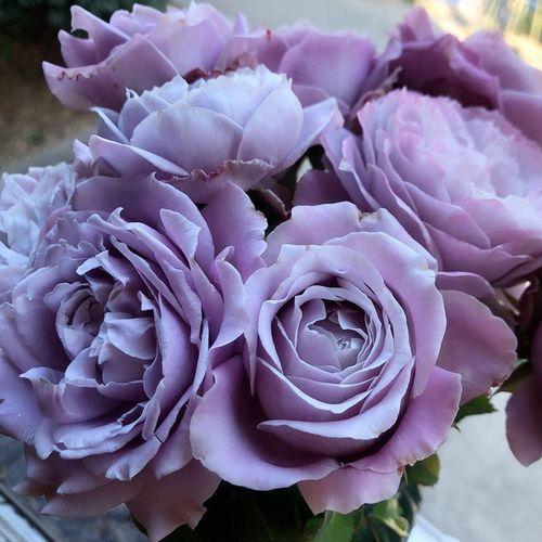 藤本植物——"蓝色阴雨",小阳台也能养成花瀑布,享受美丽人生