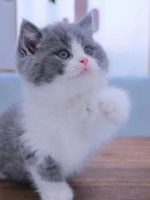 福州猫舍英短蓝白