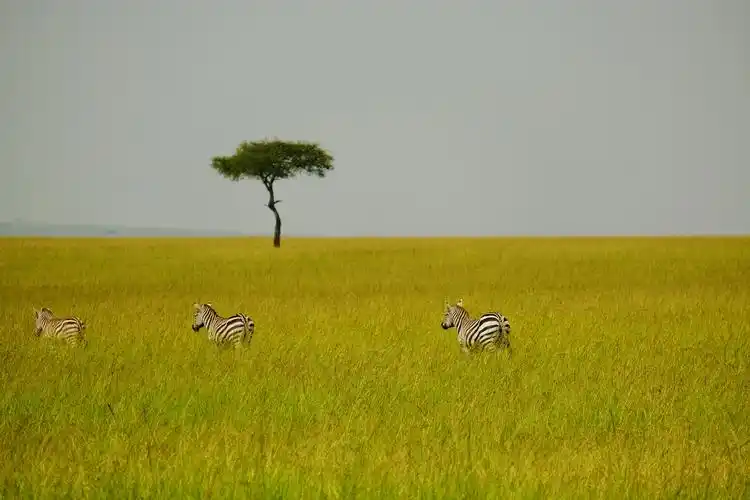 肯尼亚-东非大草原