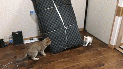 400_225gif 动态图 动图